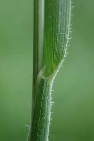 Holcus lanatus \ Wolliges Honiggras / Common Velvet Grass, D Mudau 15.8.2023