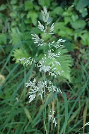 Holcus lanatus \ Wolliges Honiggras / Common Velvet Grass, D Heppenheim 30.7.2024