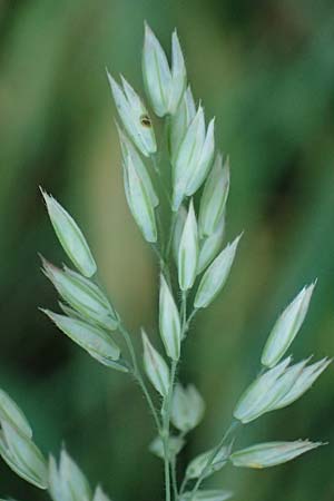 Holcus lanatus \ Wolliges Honiggras / Common Velvet Grass, D Heppenheim 30.7.2024