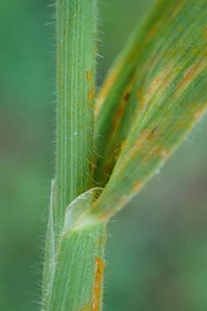 Holcus lanatus \ Wolliges Honiggras / Common Velvet Grass, D Heppenheim 30.7.2024