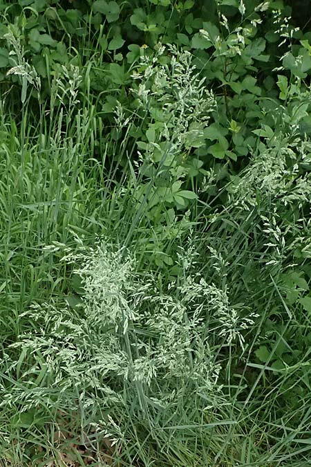 Holcus lanatus \ Wolliges Honiggras / Common Velvet Grass, D Mannheim 17.5.2025