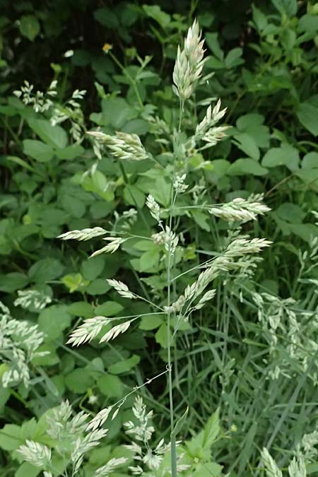Holcus lanatus \ Wolliges Honiggras / Common Velvet Grass, D Mannheim 17.5.2025