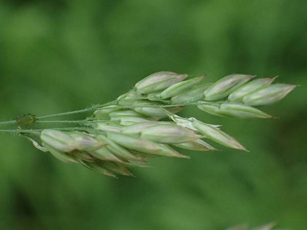 Holcus lanatus \ Wolliges Honiggras / Common Velvet Grass, D Mannheim 17.5.2025