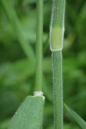 Holcus lanatus \ Wolliges Honiggras / Common Velvet Grass, D Mannheim 17.5.2025
