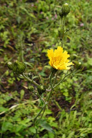 Hieracium maculatum \ Geflecktes Habichtskraut / Spotted Hawkweed, D Walheim 30.5.2015