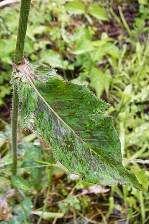 Hieracium maculatum \ Geflecktes Habichtskraut / Spotted Hawkweed, D Walheim 30.5.2015