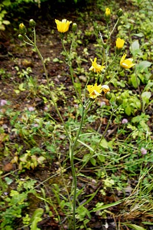 Hieracium maculatum \ Geflecktes Habichtskraut / Spotted Hawkweed, D Walheim 30.5.2015