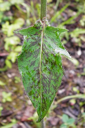 Hieracium maculatum \ Geflecktes Habichtskraut / Spotted Hawkweed, D Walheim 30.5.2015