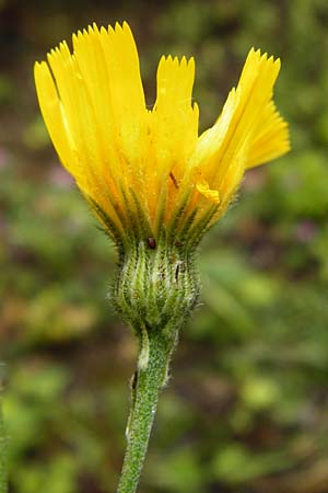 Hieracium maculatum \ Geflecktes Habichtskraut / Spotted Hawkweed, D Walheim 30.5.2015