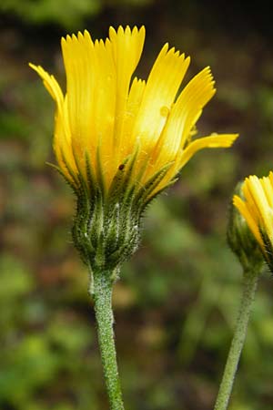 Hieracium maculatum \ Geflecktes Habichtskraut / Spotted Hawkweed, D Walheim 30.5.2015