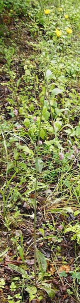 Hieracium maculatum \ Geflecktes Habichtskraut / Spotted Hawkweed, D Walheim 30.5.2015