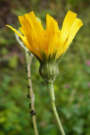 Hieracium maculatum \ Geflecktes Habichtskraut / Spotted Hawkweed, D Walheim 30.5.2015