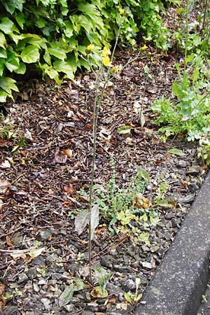 Hieracium maculatum \ Geflecktes Habichtskraut / Spotted Hawkweed, D Walheim 30.5.2015