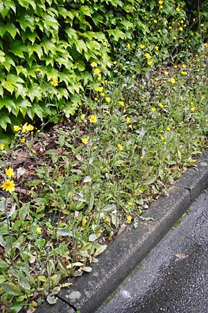 Hieracium maculatum \ Geflecktes Habichtskraut / Spotted Hawkweed, D Walheim 30.5.2015