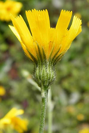 Hieracium maculatum \ Geflecktes Habichtskraut / Spotted Hawkweed, D Walheim 30.5.2015