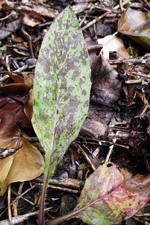 Hieracium maculatum \ Geflecktes Habichtskraut / Spotted Hawkweed, D Walheim 30.5.2015
