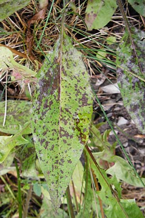 Hieracium maculatum \ Geflecktes Habichtskraut / Spotted Hawkweed, D Walheim 30.5.2015
