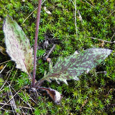 Hieracium glaucinum \ Fr�hbl�hendes Habichtskraut / Early Hawkweed, D Bad M&uuml;nster am Stein 6.6.2015