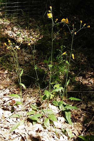 Hieracium murorum \ Wald-Habichtskraut, Mauer-Habichtskraut / Wall Hawkweed, D Babenhausen 17.6.2015