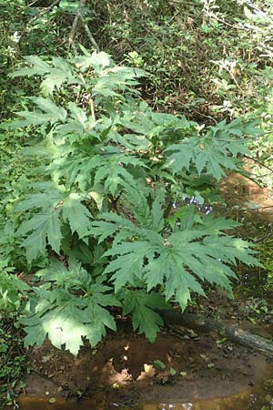 Heracleum mantegazzianum \ Riesen-B�renklau, Herkulesstaude / Giant Hogweed, D L&uuml;tzelbach 16.7.2016