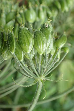 Heracleum mantegazzianum \ Riesen-B�renklau, Herkulesstaude / Giant Hogweed, D L&uuml;tzelbach 16.7.2016