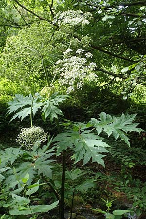 Heracleum mantegazzianum \ Riesen-B�renklau, Herkulesstaude / Giant Hogweed, D L&uuml;tzelbach 16.7.2016