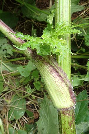 Heracleum mantegazzianum \ Riesen-B�renklau, Herkulesstaude / Giant Hogweed, D L&uuml;tzelbach 16.7.2016
