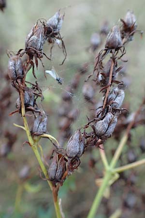 Hypericum perforatum \ Echtes Johanniskraut, T�pfel-Hartheu / Perforate St. John's-Wort, D Lorsch 21.9.2016