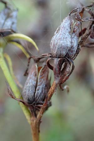 Hypericum perforatum \ Echtes Johanniskraut, T�pfel-Hartheu / Perforate St. John's-Wort, D Lorsch 21.9.2016
