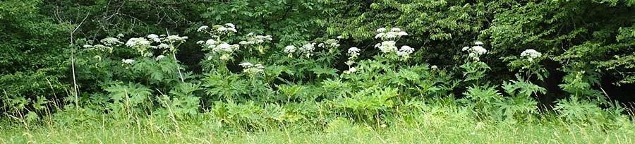 Heracleum mantegazzianum \ Riesen-B�renklau, Herkulesstaude / Giant Hogweed, D Korb 17.6.2017
