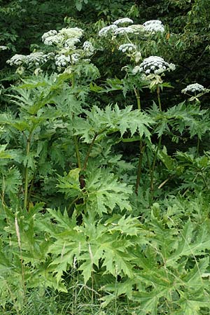 Heracleum mantegazzianum \ Riesen-B�renklau, Herkulesstaude / Giant Hogweed, D Korb 17.6.2017