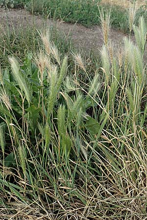 Hordeum murinum \ M�use-Gerste / Wall Barley, D B&uuml;rstadt 15.7.2017