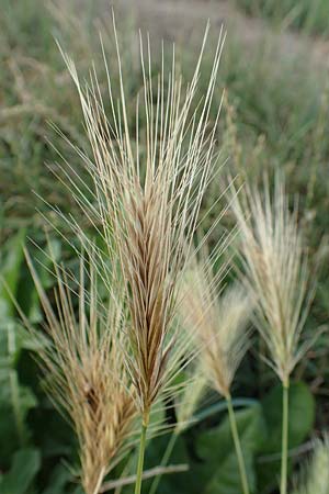 Hordeum murinum \ M�use-Gerste / Wall Barley, D B&uuml;rstadt 15.7.2017