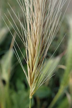 Hordeum murinum \ M�use-Gerste / Wall Barley, D B&uuml;rstadt 15.7.2017