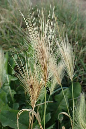 Hordeum murinum \ M�use-Gerste / Wall Barley, D B&uuml;rstadt 15.7.2017