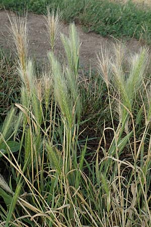 Hordeum murinum \ M�use-Gerste / Wall Barley, D B&uuml;rstadt 15.7.2017