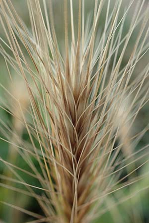 Hordeum murinum \ M�use-Gerste / Wall Barley, D B&uuml;rstadt 15.7.2017