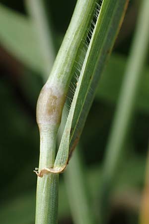 Hordeum murinum \ M�use-Gerste / Wall Barley, D B&uuml;rstadt 15.7.2017