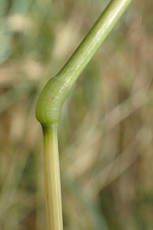 Hordeum murinum \ M�use-Gerste / Wall Barley, D Birkenheide 8.6.2018