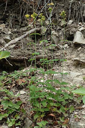 Hypericum montanum \ Berg-Johanniskraut / Pale St. John's-Wort, D Spaichingen 26.6.2018