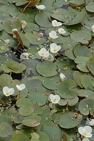 Hydrocharis morsus-ranae \ Froschbiss / Frogbit, D Celle 24.8.2018