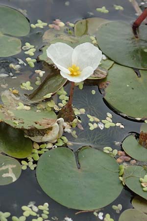 Hydrocharis morsus-ranae \ Froschbiss / Frogbit, D Celle 24.8.2018