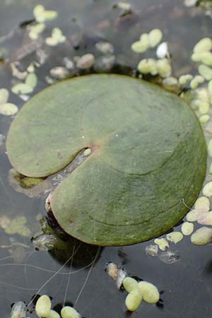 Hydrocharis morsus-ranae \ Froschbiss / Frogbit, D Celle 24.8.2018