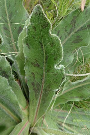 Trommsdorffia maculata, Geflecktes Ferkelkraut