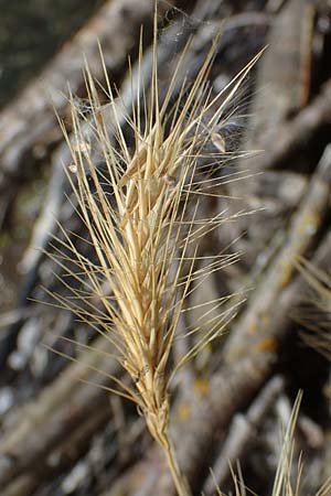 Hordeum murinum \ M�use-Gerste / Wall Barley, D Th&uuml;ringen, Artern 11.6.2022