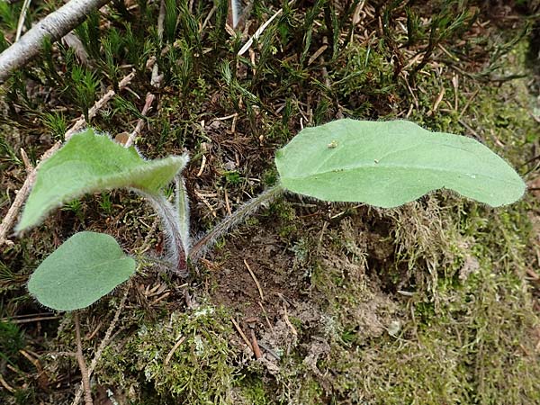 Hieracium murorum \ Wald-Habichtskraut, Mauer-Habichtskraut / Wall Hawkweed, D Mudau 23.4.2023