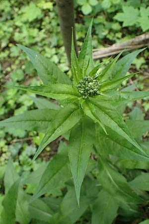Hesperis matronalis \ Gew�hnliche Nachtviole / Dame's Violet, D Rauenberg 14.5.2023