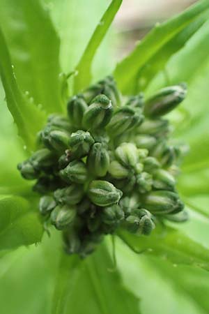 Hesperis matronalis \ Gew�hnliche Nachtviole / Dame's Violet, D Rauenberg 14.5.2023