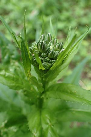 Hesperis matronalis \ Gew�hnliche Nachtviole / Dame's Violet, D Rauenberg 14.5.2023