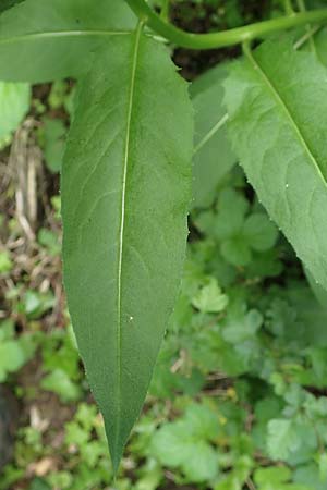 Hesperis matronalis \ Gew�hnliche Nachtviole / Dame's Violet, D Rauenberg 14.5.2023